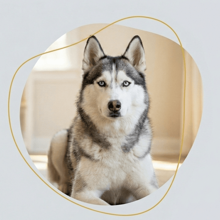 Siberian Husky